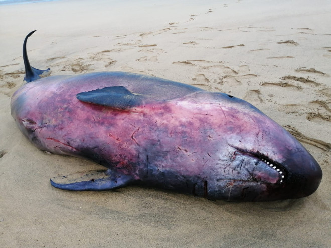 Cetaceo Con Un Lungo Dente Aguzzo